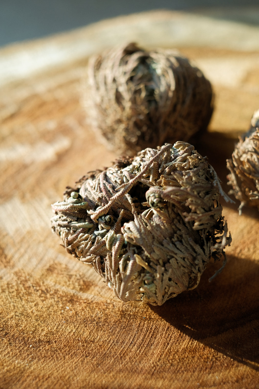 Rose of jericho